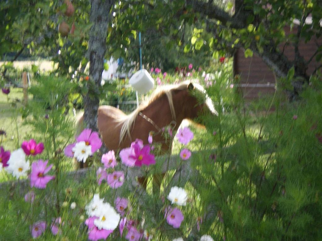 Le Trot'In Chair Bed and Breakfast Martigny-le-Comte Esterno foto
